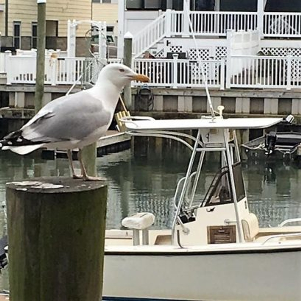 Sea Gull from the dock