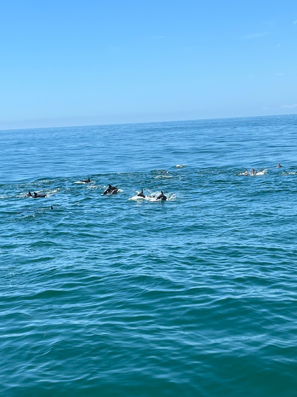 Dolphins frolicking in the water - taken from the Whale and Dolphin Research boat